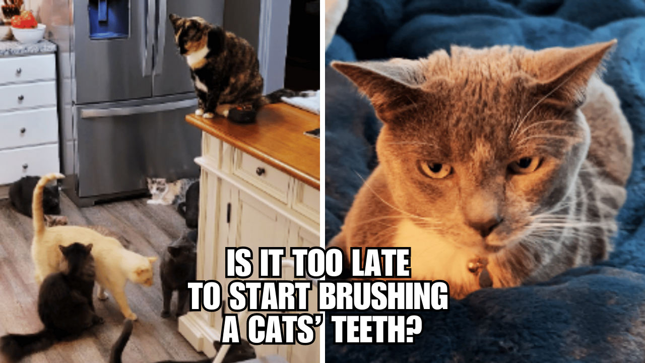 Cat Oral Health Why Starting Now Is The Best Decision