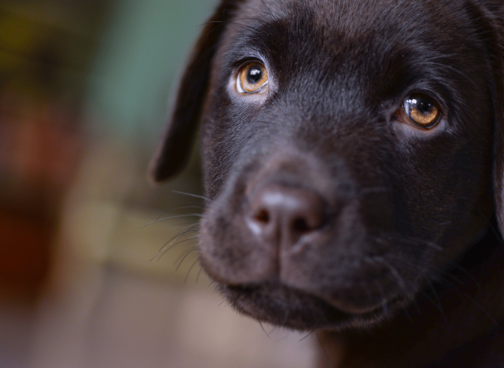 How To Train Your Dog To Use Pee Pads