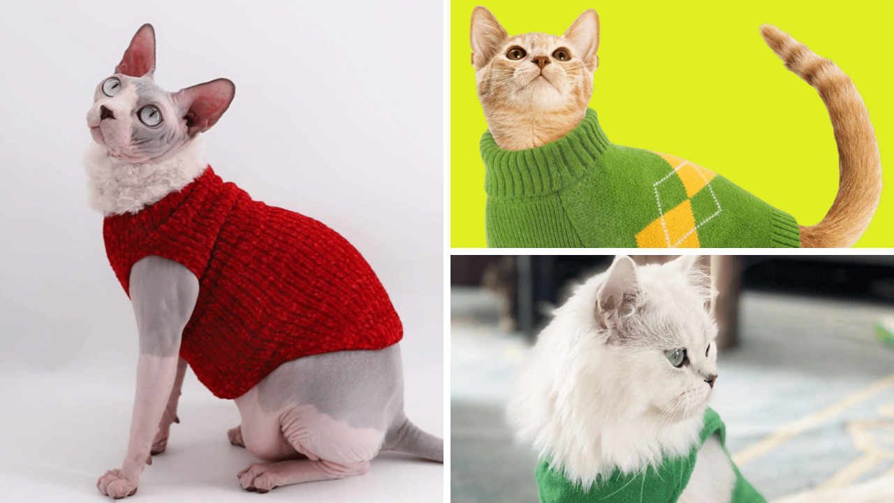 Fur Real The 5 Best Cat Coats To Keep Your Kitty Cozy