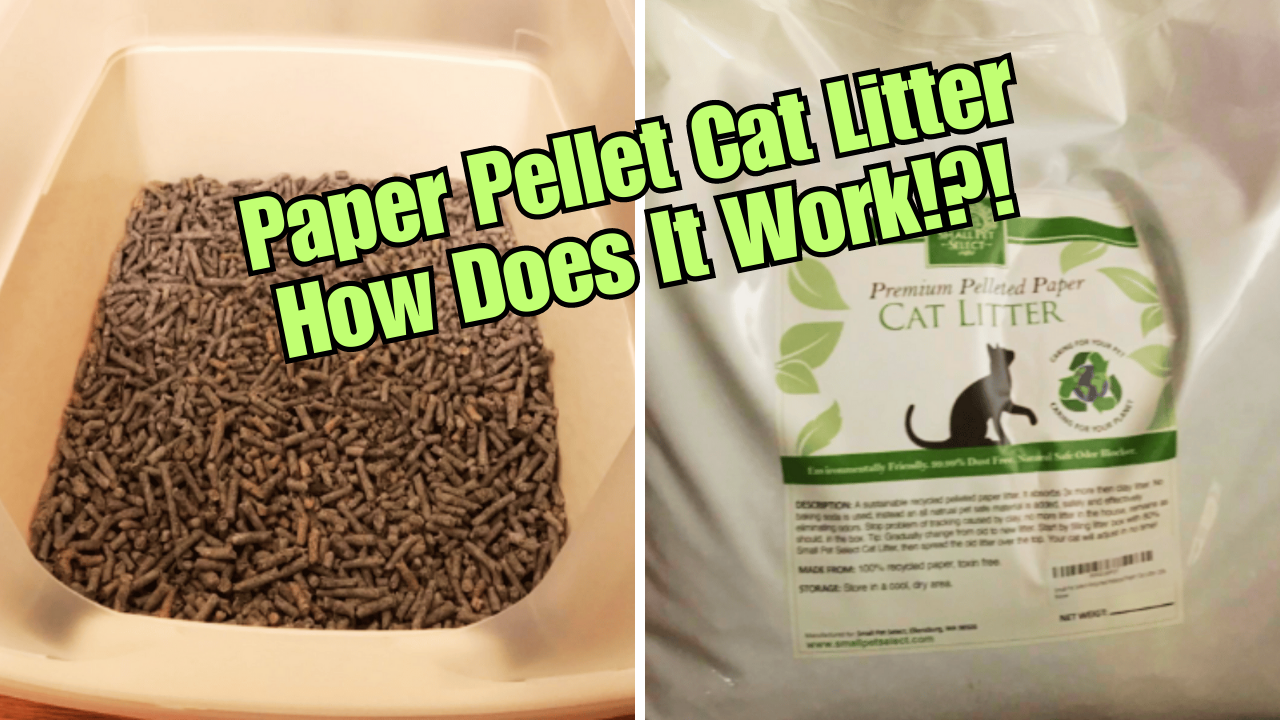 The Full Scoop On Paper Pellet Cat Litter Is It Worth It 