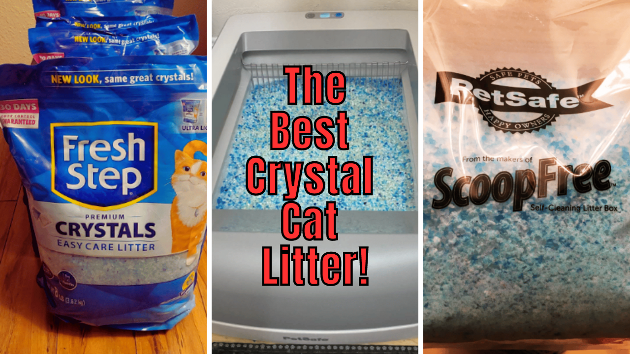 6 Crystal Cat Litters Put To The Test Who Comes Out On Top   Best Crystal Cat Litter 