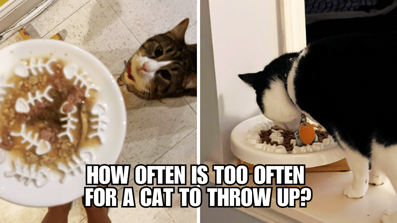 How Often Is Too Often For A Cat To Throw Up