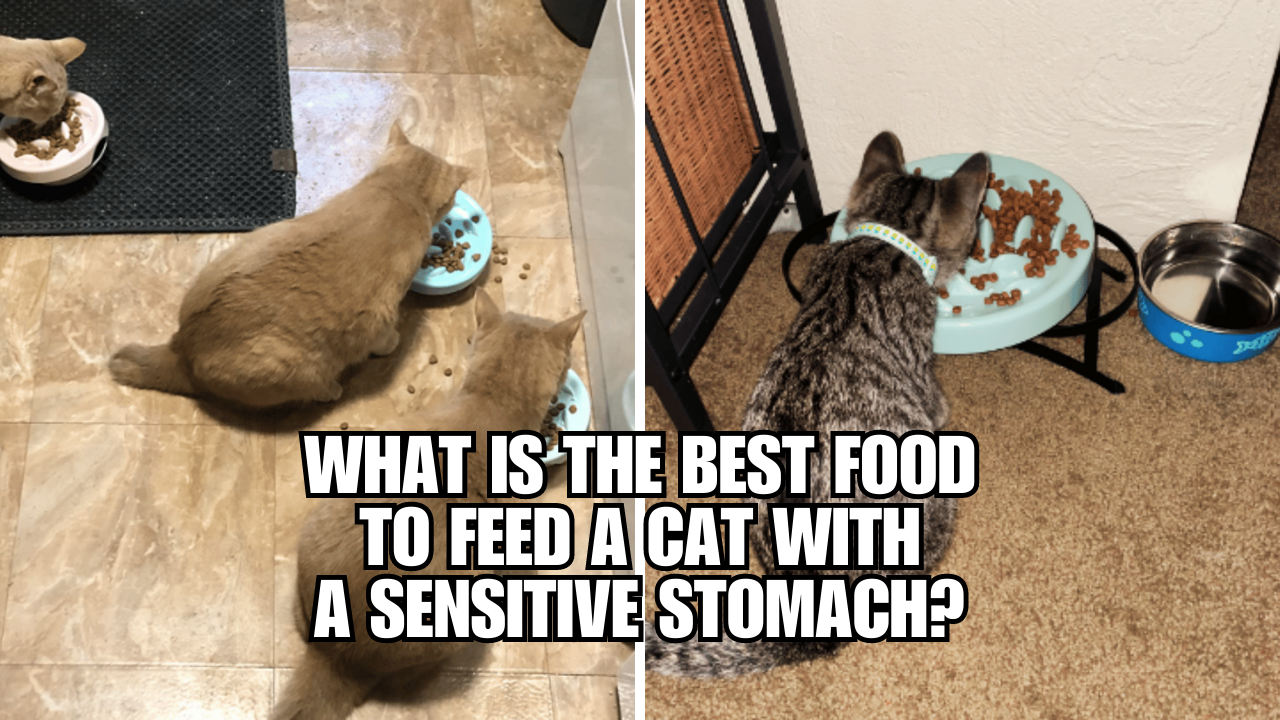 best-wet-cat-food-for-cats-with-a-sensitive-stomach-and-diarrhea