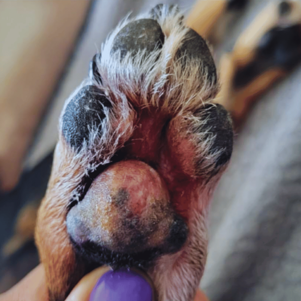how-should-i-clean-my-dogs-wound