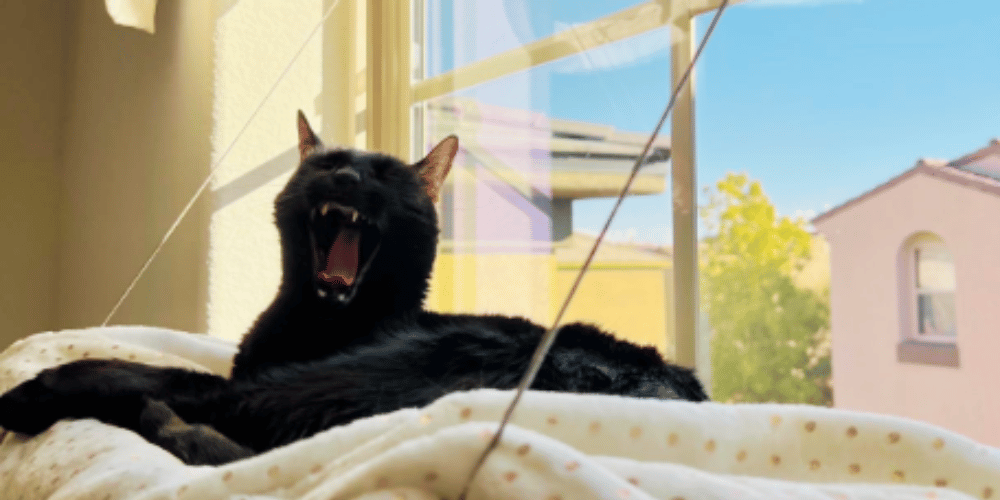 are-cat-hammocks-safe-for-windows