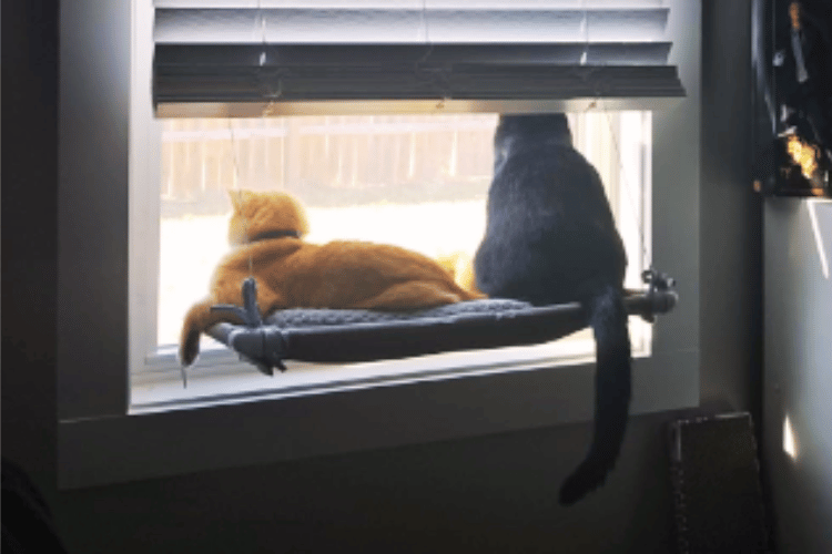 do-cats-like-window-perches