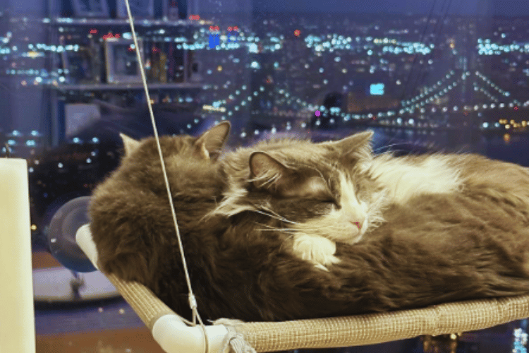 are-cat-hammocks-safe-for-windows