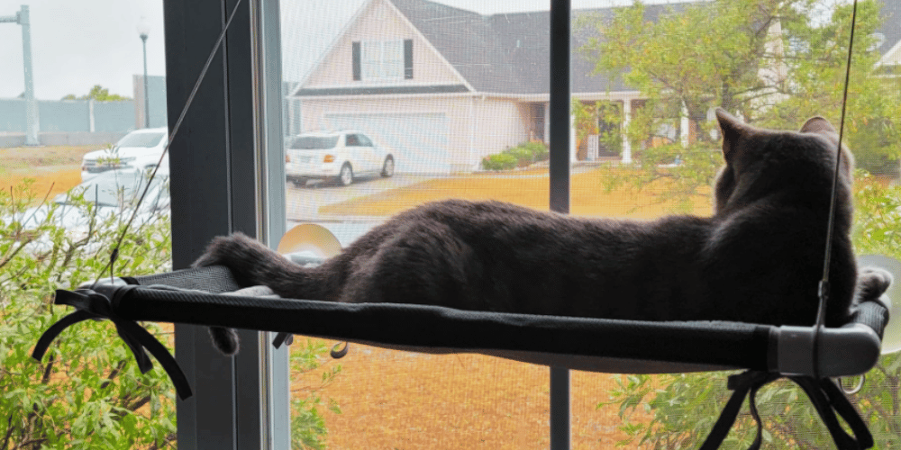 do-cats-like-window-perches