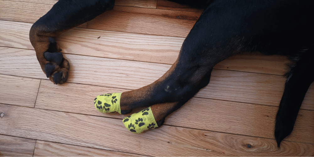 how-can-i-treat-an-injured-dog-at-home