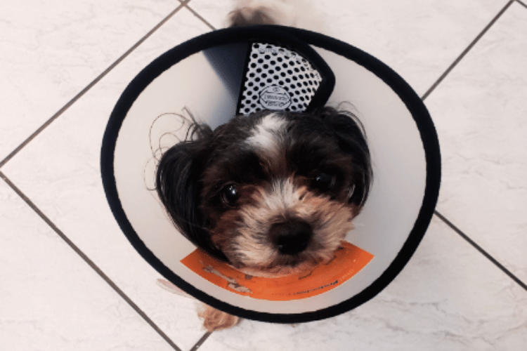 how-should-i-clean-my-dogs-wound