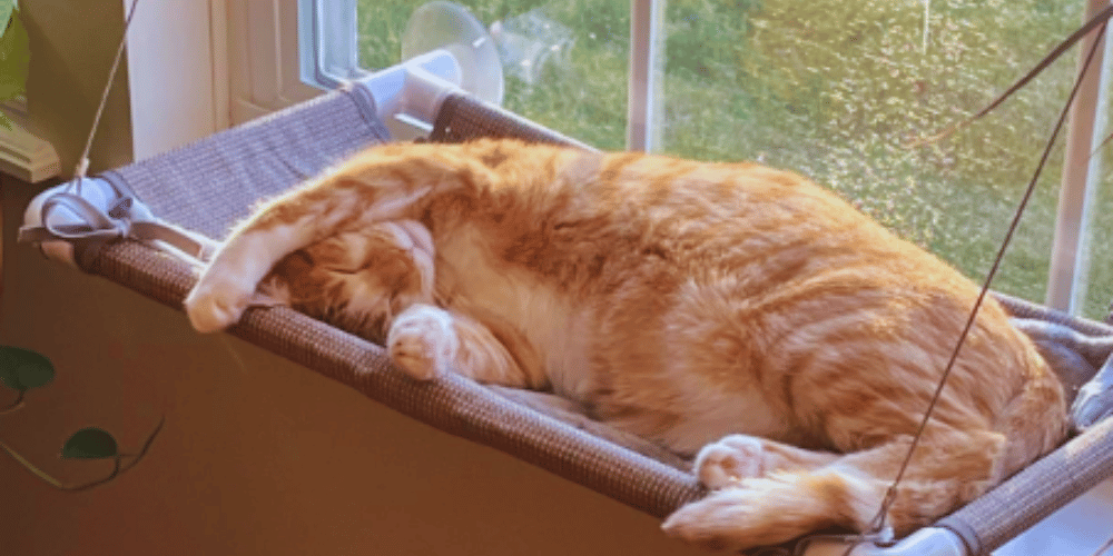 how-to-make-a-perch-for-a-cat-window