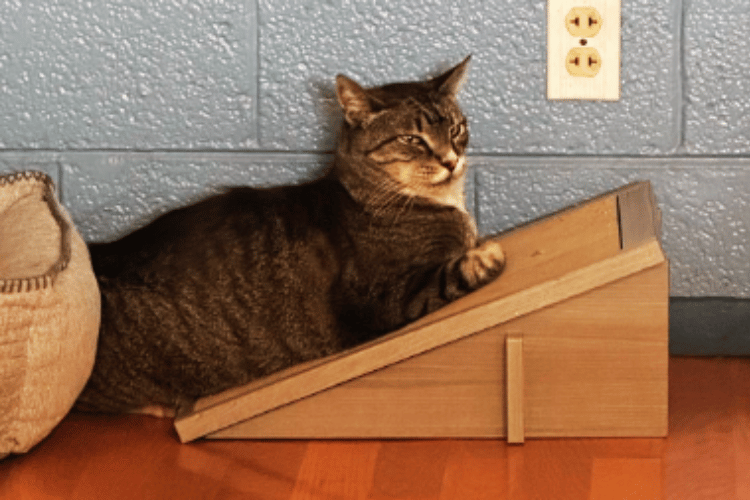 what-is-a-cat-ramp