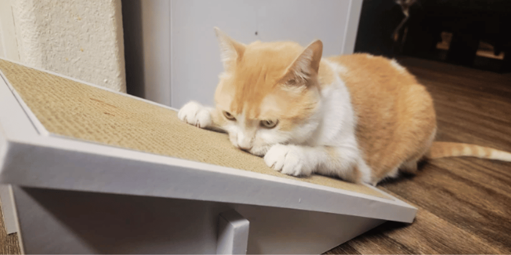 what-is-a-cat-ramp