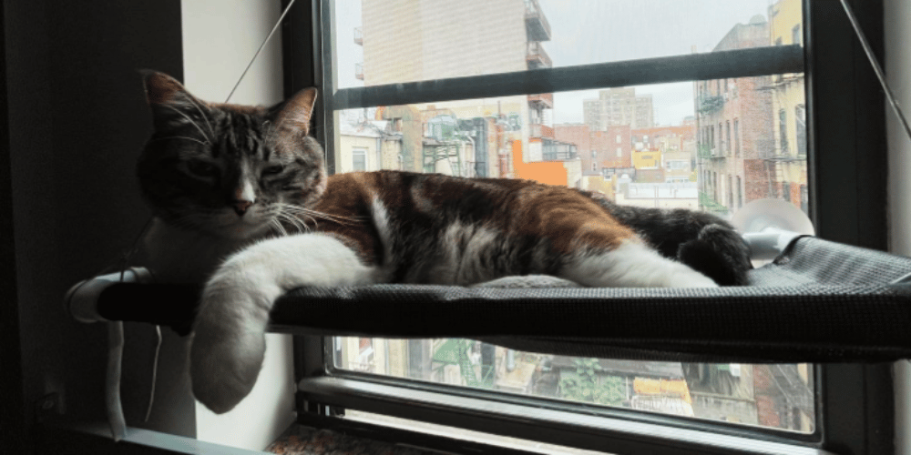 How-does-a-cat-window-perch-work?