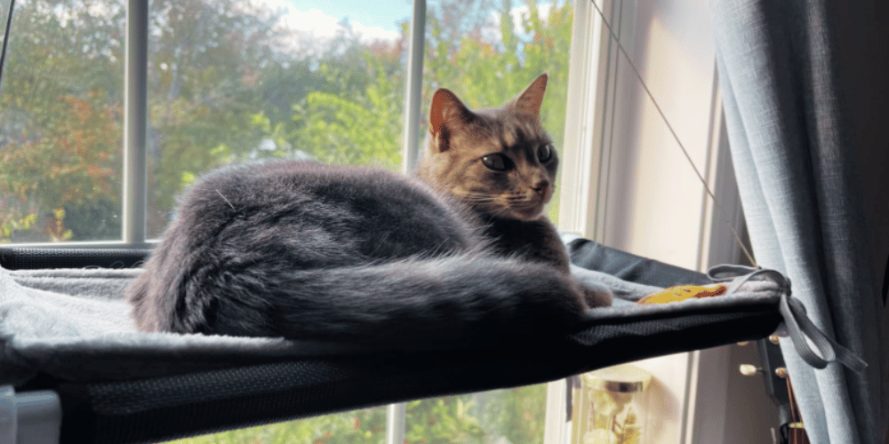 How-does-a-cat-window-perch-work?