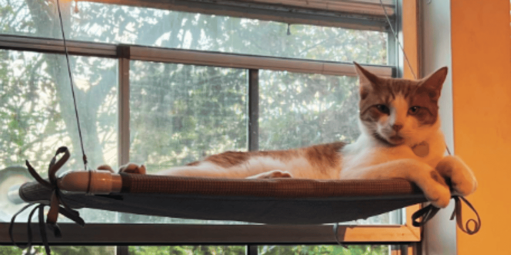 how-can-i-make-my-cat-window-more-comfortable