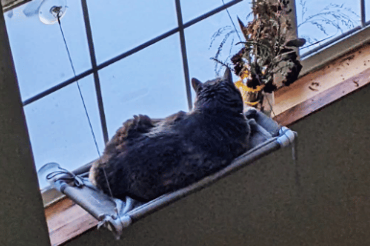 how-do-i-make-my-window-cat-friendly