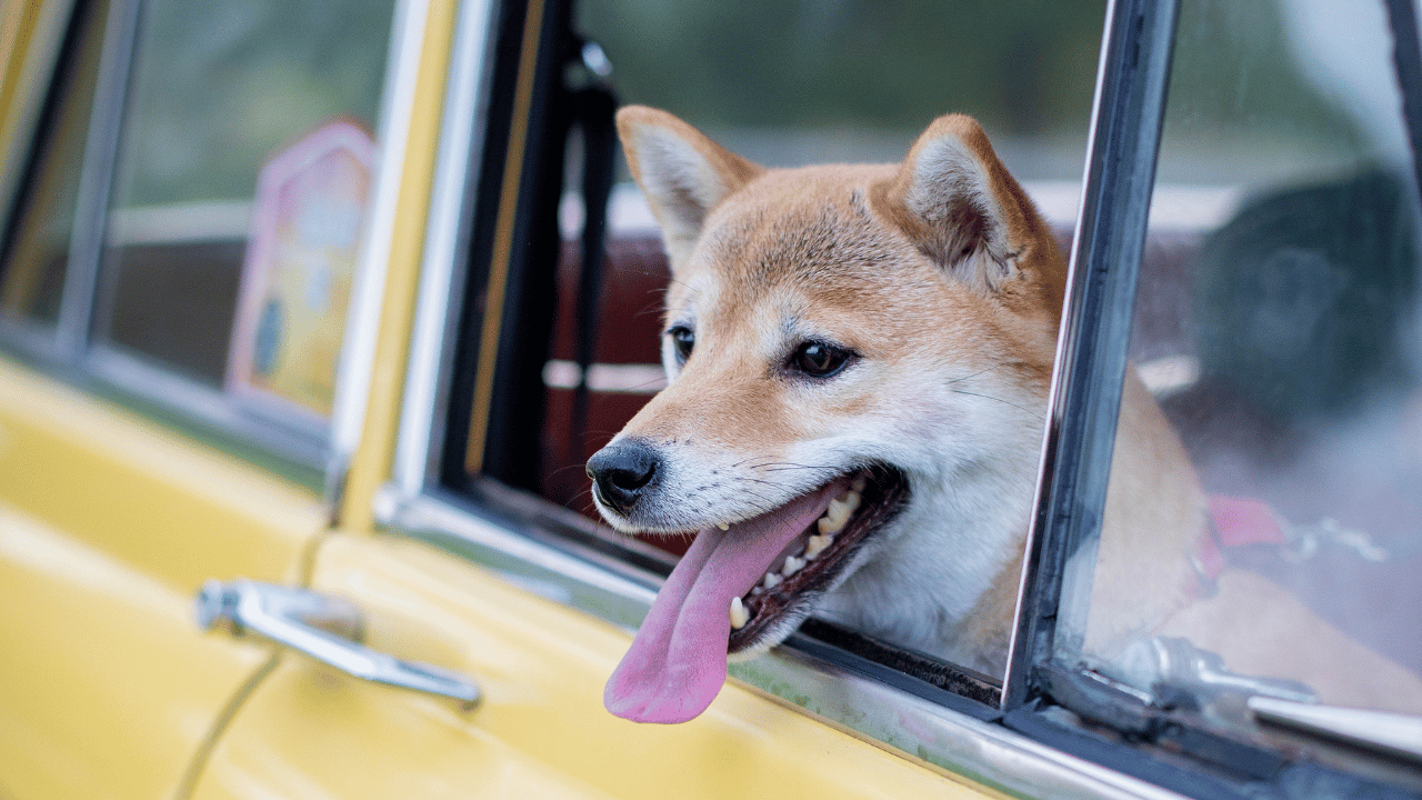 how to keep your car clean from dog hair