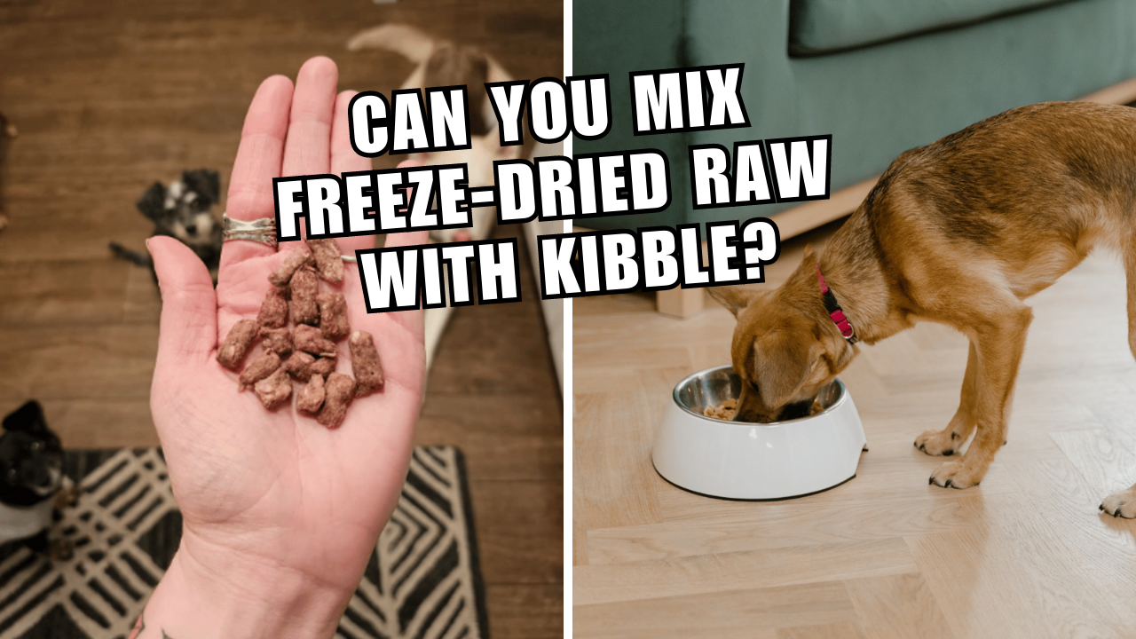 unleash-the-benefits-of-mixing-freeze-dried-raw-with-kibble