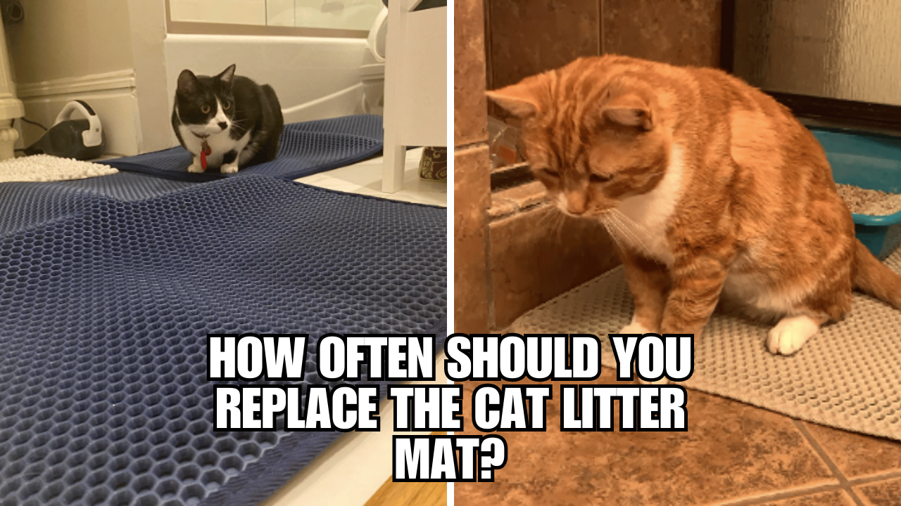 How Often Should You Replace The Cat Litter Mat?