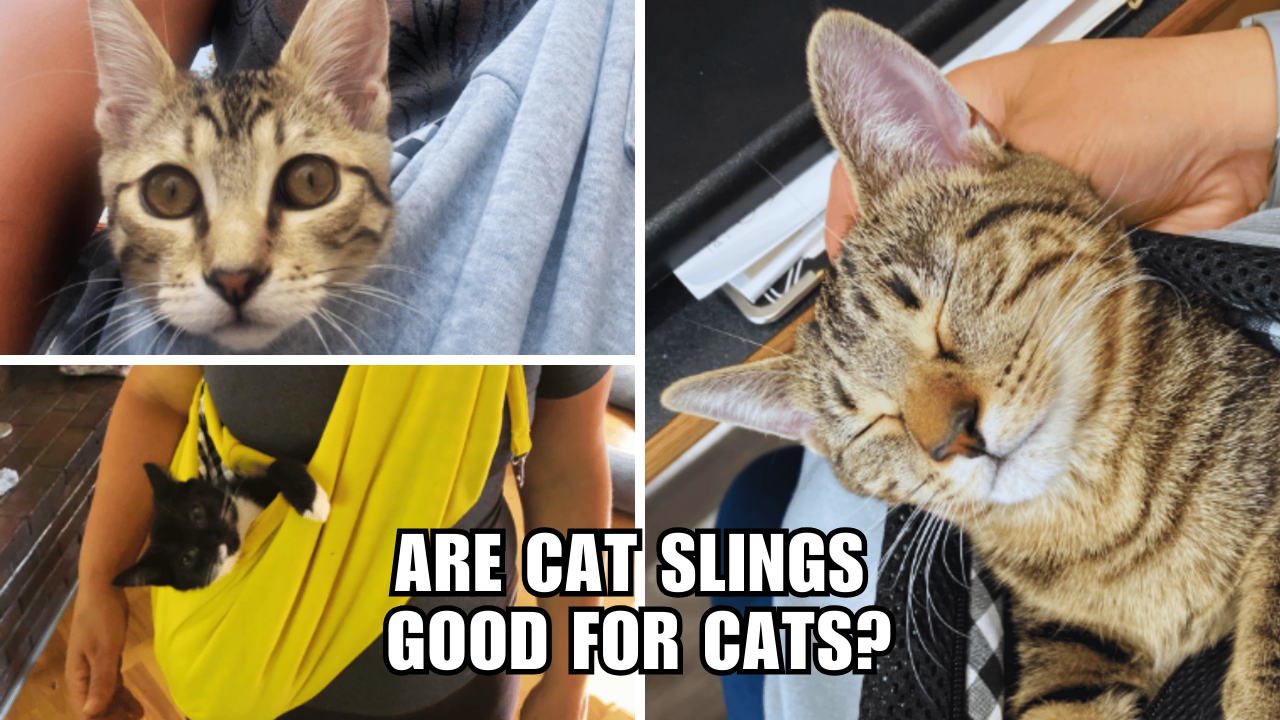 Cat Slings 101 The Ultimate Guide to Making Your Cat's Day