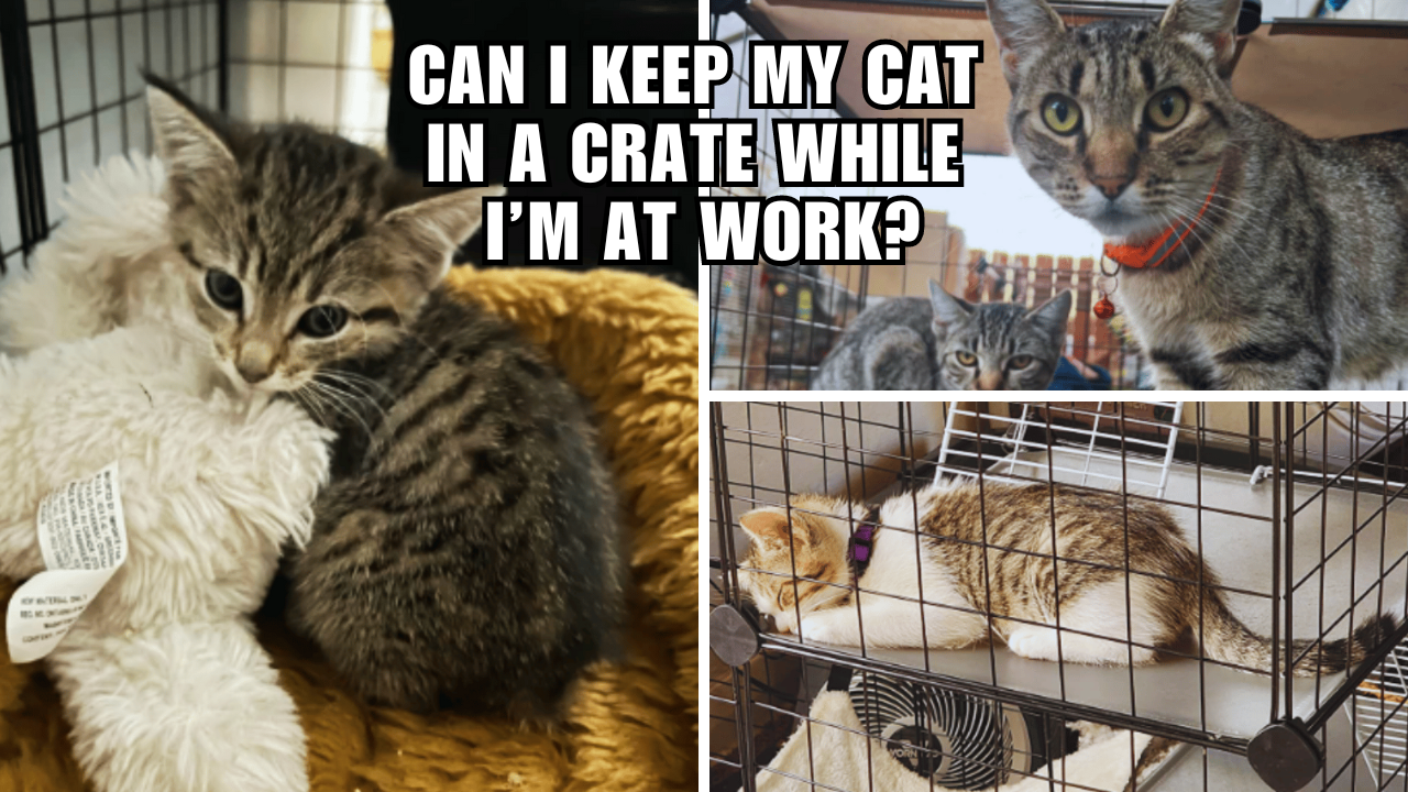 can-your-cat-live-in-a-crate-while-you-re-on-the-clock