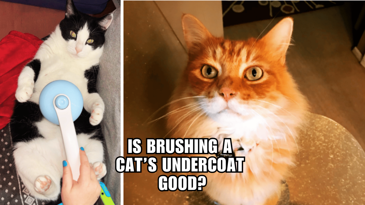 The Secret to a Happy Cat The Art of Undercoat Brushing!