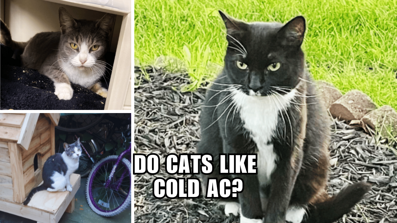 Feline Coolness Unleashed Do Cats Like Cold AC?