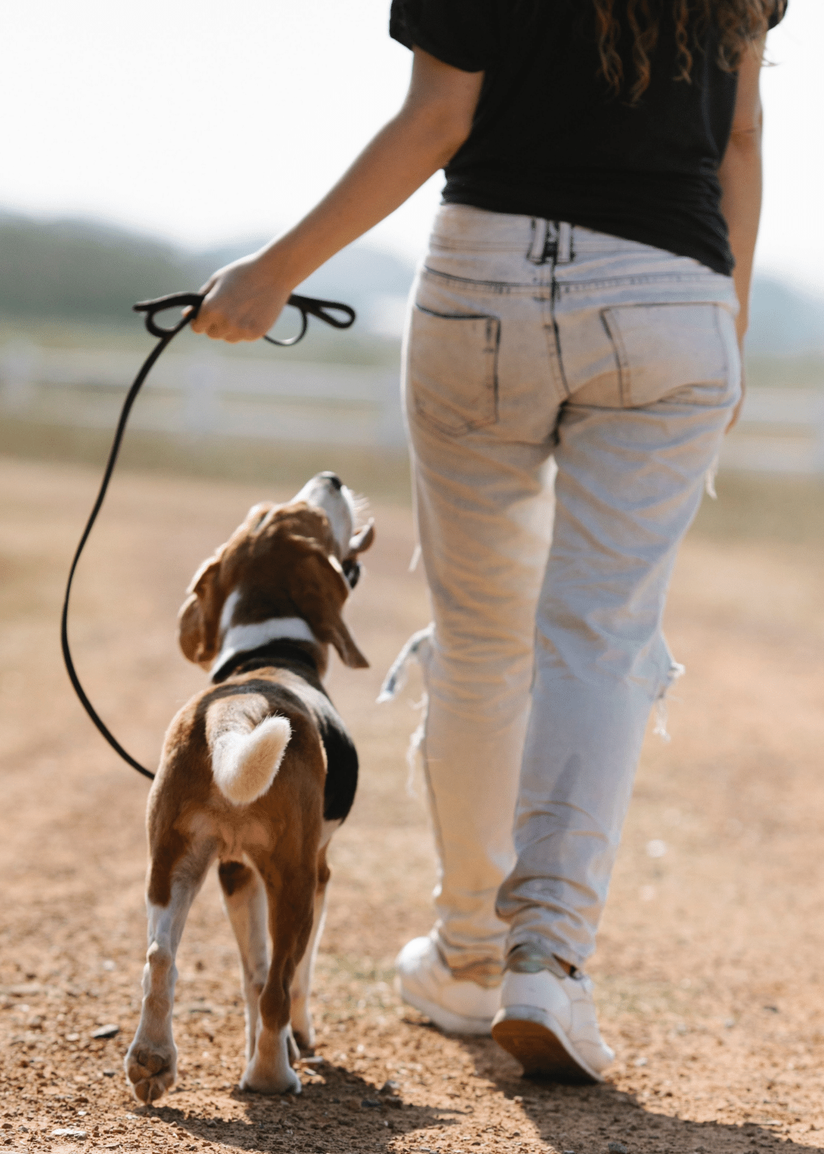 Best Slip Lead for Dogs: How to Choose the Right One