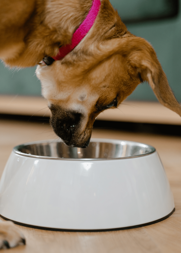 Keep Your Dog's Food Fresh and Safe with a Dog Food Container