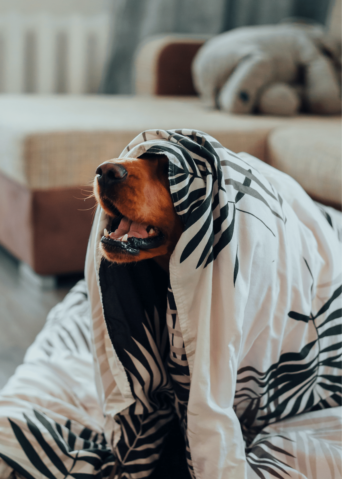 The Best Dog Blankets- Keep Your Dog Warm and Cozy