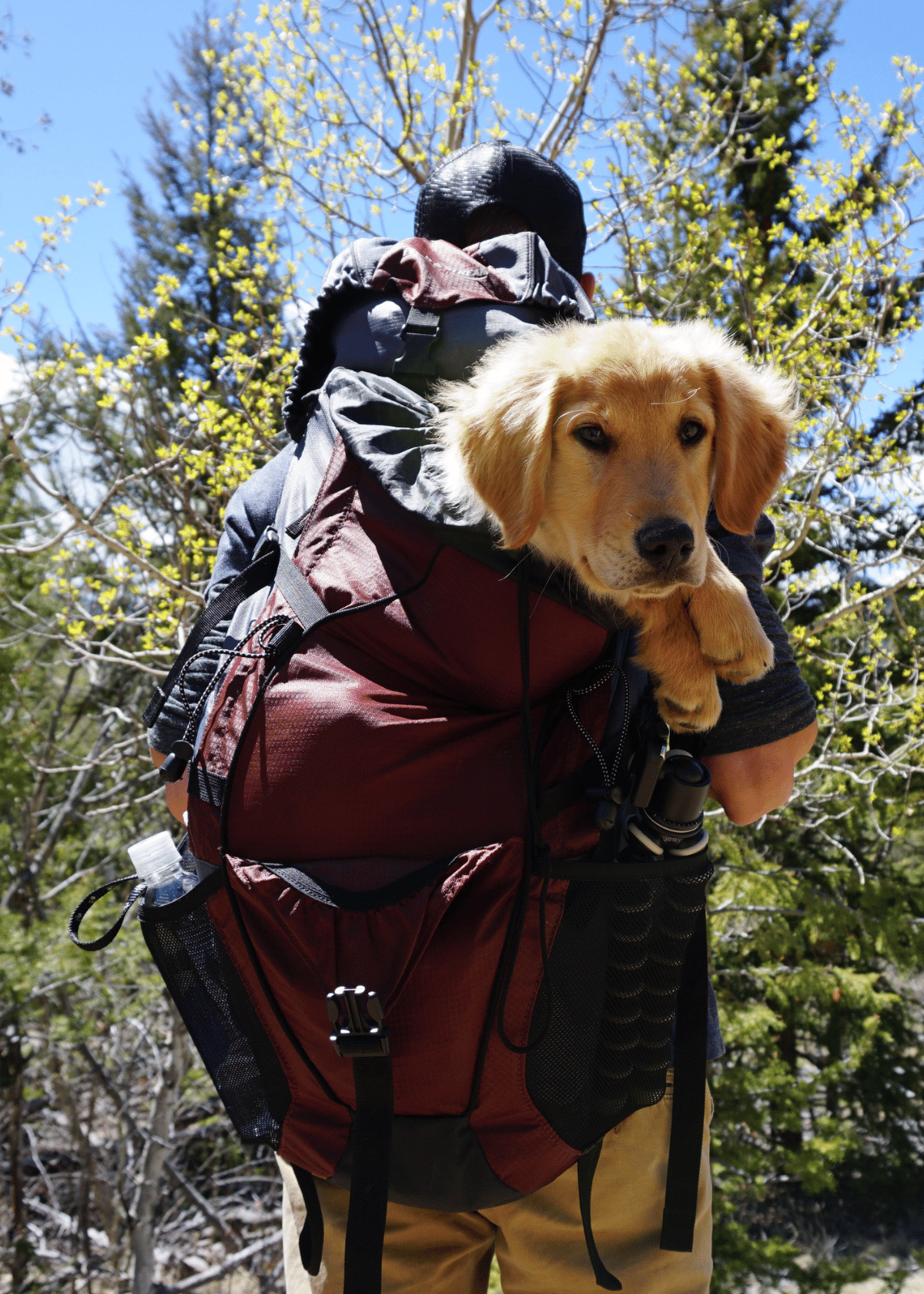 The 7 Best Dog Backpack Carriers - For Every Type of Adventurer!