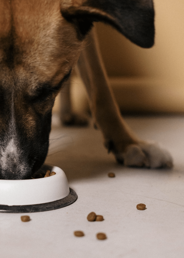 How To Choose The Best Slow Feeder Dog Bowl For Your Pet