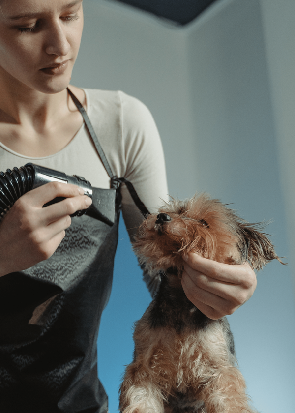 The Best Dog Hair Dryer - Which One Is RIGHT For Your Pet?