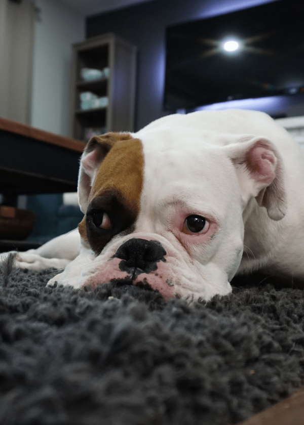 The Best Carpet Cleaners for Removing Pet Odors and Stains