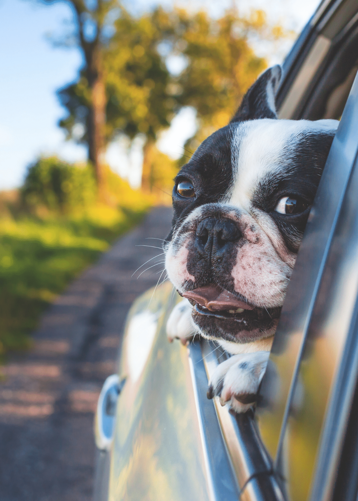 Our Top 5 Picks: The Best Car Seat Covers for Dogs