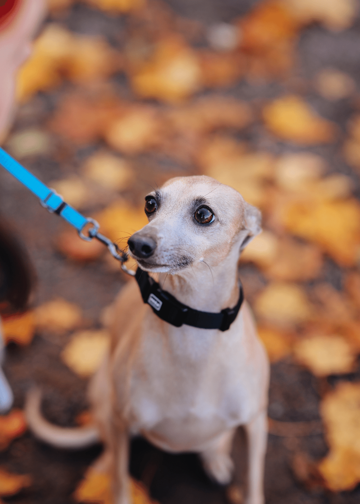 The Ultimate Guide To Buying A Retractable Dog Leash