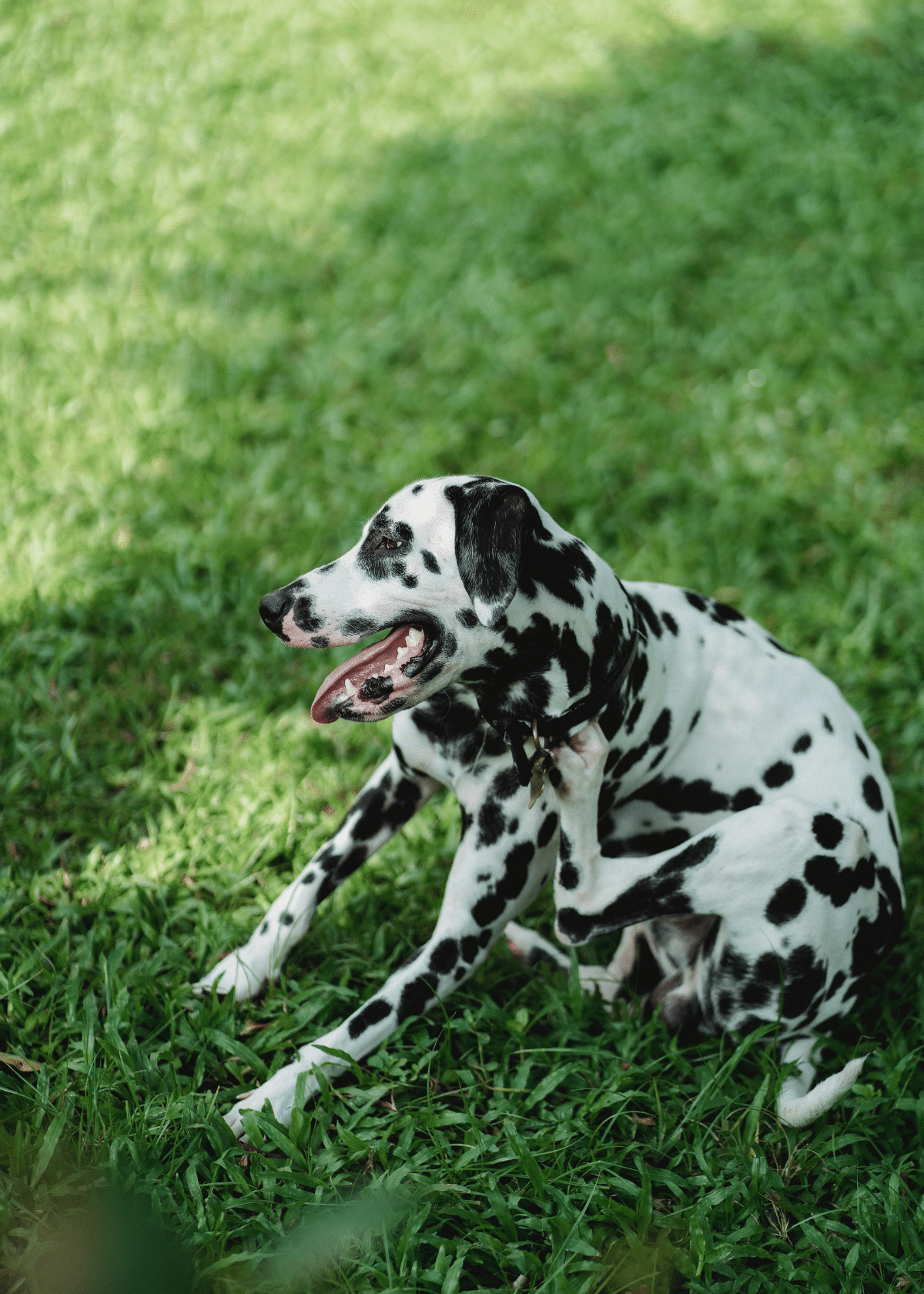 The Best Dog Shampoo for Itchy Skin - Finally Relief !