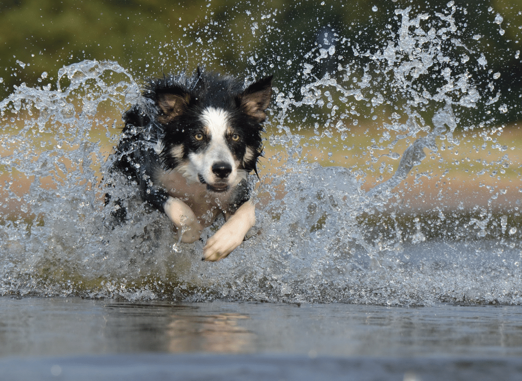 The Best Dog Joint Supplements - Help Them Stay Active