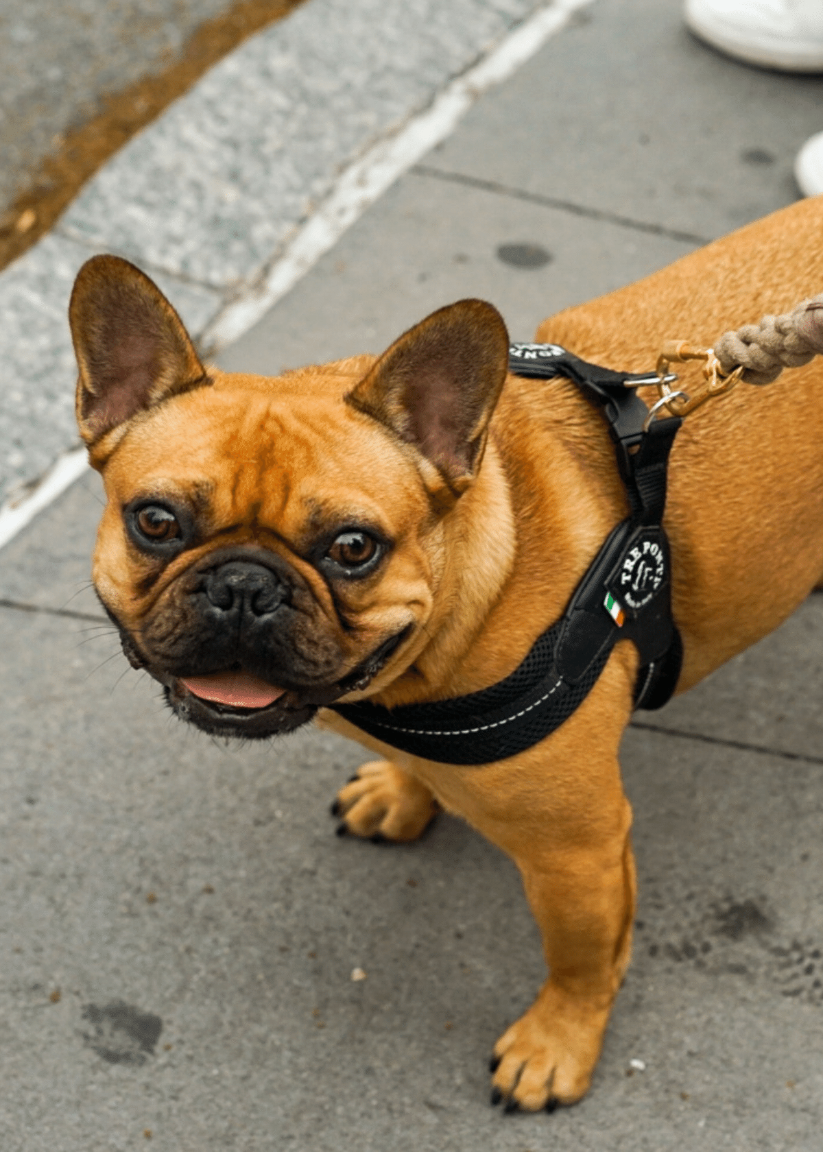 How To Choose The Best Dog Harness For Your Small Dogs