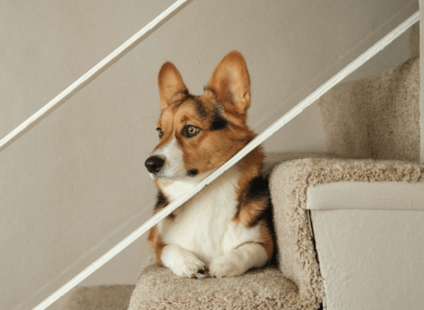 Best Dog Ramp: How to Choose the Right Ramp for Your Dog