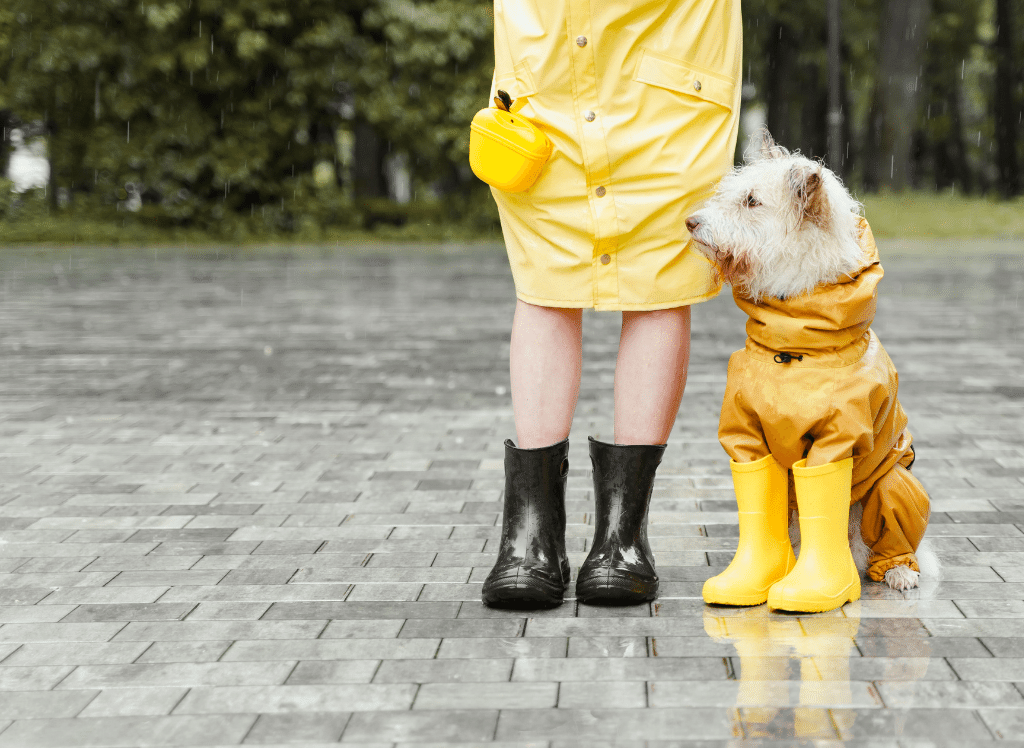 The Best Dog Raincoat: Why You Need One and Our Top Picks