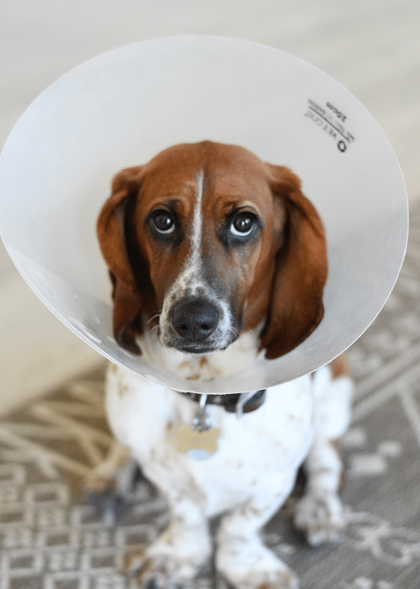 The Best Dog Cone - How to Choose the Right One for Your Pet