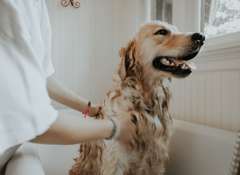 The Best Dog Detangler - Getting Rid Of Mats and Tangles