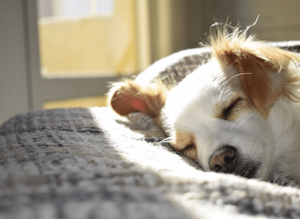 Barking Up the Right Tree: The Best Melatonin for Dogs