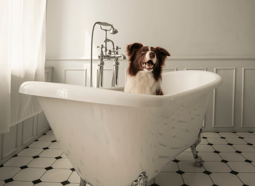 The Best Deshedding Dog Shampoo: How To Remove Excessive Dog Fur