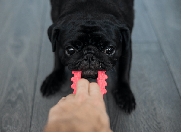 The Best Tug Toys for Dogs: Product Review