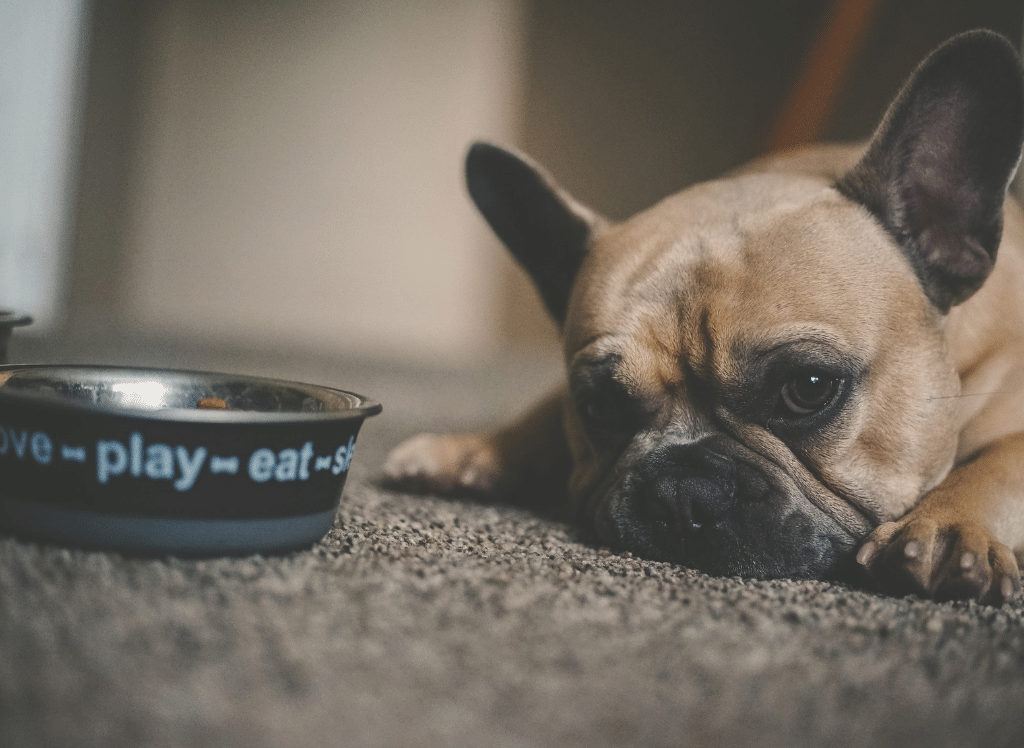 How to Choose the Perfect Elevated Dog Bowl for Your Pet