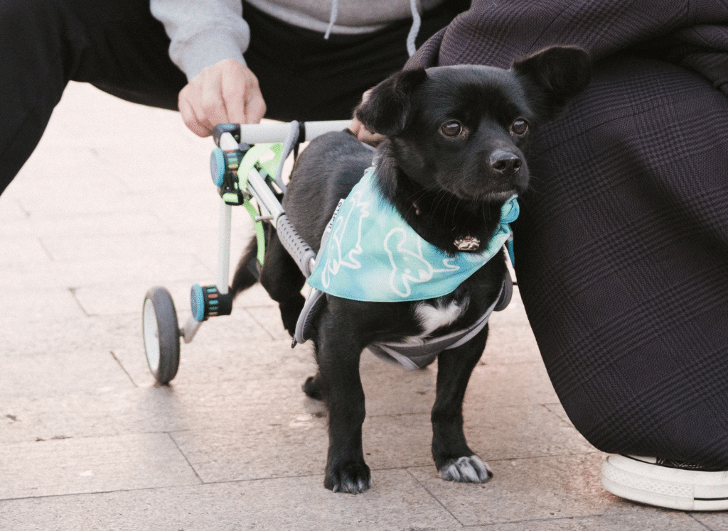 How To Choose The Best Dog Wheelchair For Your Pet