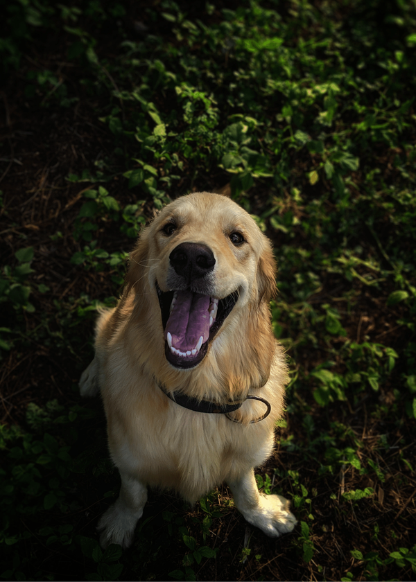 The Secret Guide To Best Dog Toothbrush